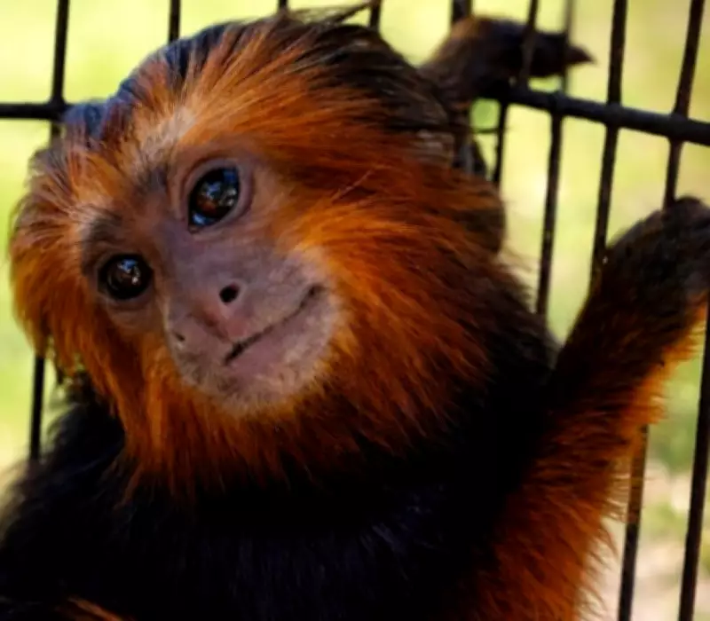 Zoológico de Bauru ganha mico-leão ameaçado de extinção vindo da Bahia