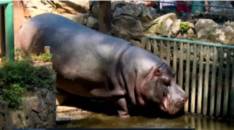 Zoológico de São Paulo apresenta novo morador: hipopótamo Ramon se junta a Colônia