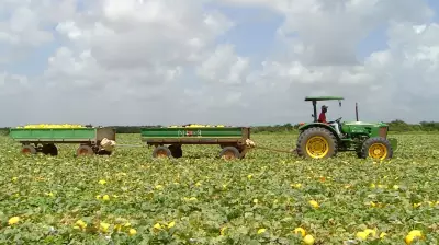 Agropecuária lidera demissões no RN em fevereiro, pior resultado desde 2020