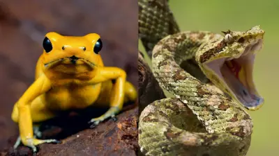 Animais Venenosos: Mordidas e Picadas que Podem Causar Dor Extrema e Alucinações