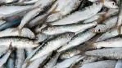 Anvisa recolhe sardinhas congeladas da JMS após detectar Salmonella