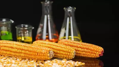 Biocombustível de milho impulsiona economia de Mato Grosso com avanço industrial