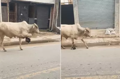 Boi é flagrado com objeto preso na pata em rua do Guarujá, litoral de São Paulo