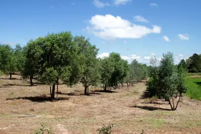 Cartilha gratuita da Epamig orienta produtores sobre cultivo de oliveiras