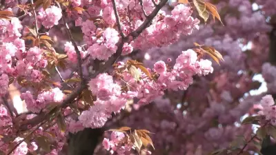Cidade alemã se transforma em cartão-postal colorido com flores de cerejeira na primavera