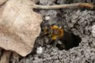 Descoberta surpreendente: 5,6 milhões de abelhas escavadoras em cemitério de Nova York