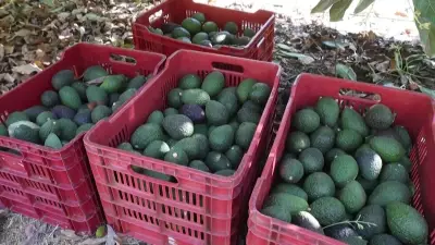 Exportações de frutas do Brasil atingem US$ 351 milhões no 1º trimestre