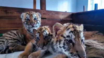 Filhotes de tigres siberianos completam primeiro mês de vida em zoológico chinês