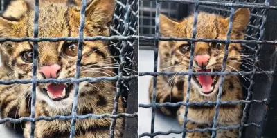Gato-do-mato é resgatado embaixo de carro em condomínio de Mogi das Cruzes