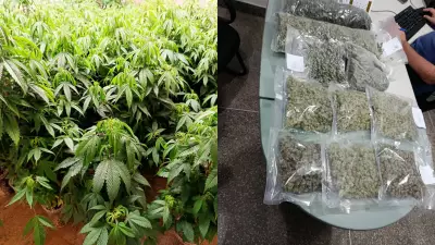 Homem é preso com 60 mudas de maconha em laboratório de drogas em Fortaleza