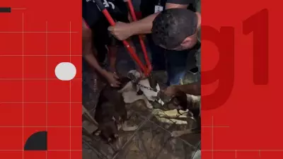 Homem é preso por maus-tratos a cães em Cariacica após animais serem encontrados pendurados e sem comida