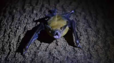 Lua Cheia Altera Comportamento Animal: Ciência Explica Fenômenos Surpreendentes