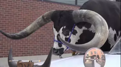 Motorista corta teto de carro para transportar touro gigante e surpreende polícia nos EUA