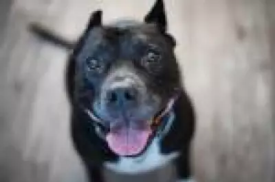 Mulher morre após ataque do próprio pitbull no Maranhão: especialista alerta sobre sinais de risco