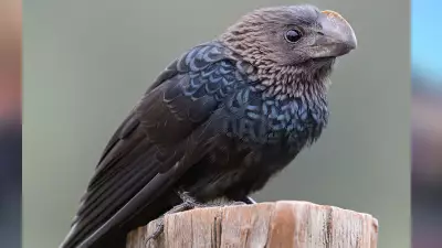 Observação e fotografia de aves crescem e atraem apaixonados pela natureza no interior de SP