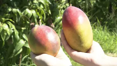 Oferta restrita e alta demanda elevam cotação da manga palmer em abril