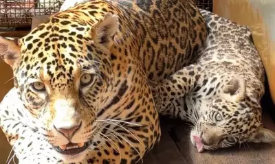 Onça-pintada nascida no BioParque Vale Amazônia recebe o nome de Xingu em homenagem ao rio