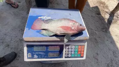 Piscicultor do Piauí inova com sistema sustentável para criação de tilápias e camarões