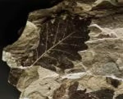 Plantas ancestrais sobreviveram à extinção em massa há 250 milhões de anos com fotossíntese especial