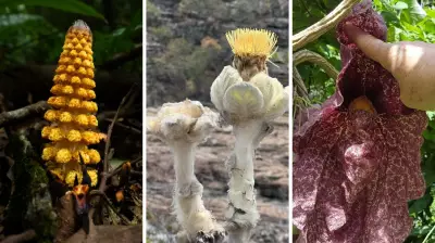 Plantas brasileiras com aparência alienígena revelam adaptações evolutivas extraordinárias