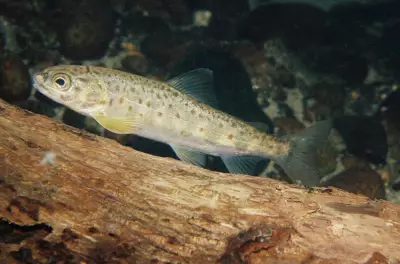 Poluição por cocaína altera comportamento de salmões na Suécia, revela estudo internacional