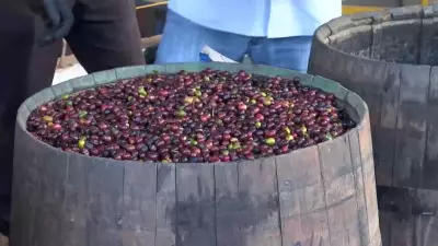 Preço do café robusta tem menor média desde março de 2024