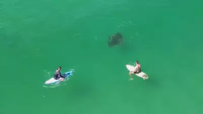 Raia de grande porte é flagrada nadando entre surfistas na Praia da Macumba no Rio