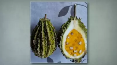 Sapucainha: fruta exótica da Mata Atlântica tem sementes tóxicas