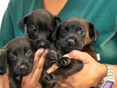 São Vicente resgata mais de 300 animais de maus-tratos em dez meses