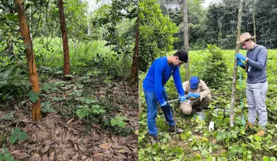 Solo ancestral da Amazônia acelera crescimento de árvores em estudo da USP