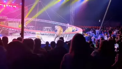 Tigre salta para plateia em circo russo após rede de proteção cair durante apresentação