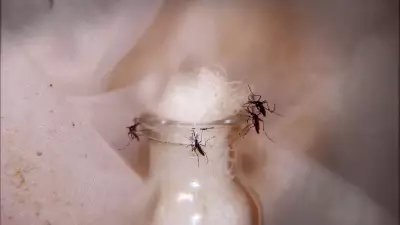 Tremembé registra primeira morte por dengue em 2026: vítima é idoso de 87 anos