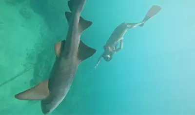 Turista mordida por tubarão retorna a Noronha e mergulha com animais no mesmo local