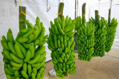 Vale do Ribeira conquista selo de Indicação Geográfica para produção de banana