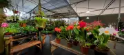 13º Festival de Orquídeas em Valinhos (SP) atrai colecionadores e famílias neste fim de semana
