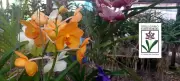15º Festival de Orquídeas Encanta Santa Bárbara d'Oeste com Exposição e Venda de Plantas