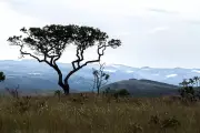 Acordo no Tocantins garante recuperação de mais de 3,3 mil hectares de Cerrado na Bacia do Rio Formoso
