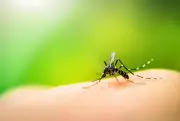 Adolescente boliviana morre com suspeita de dengue grave em Corumbá, MS