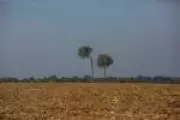 Agenda Verde Seca já é realidade na Amazônia: cenário extremo antecipado para o futuro
