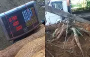 Agricultor de SC colhe pé de mandioca gigante de 84 kg com ajuda de força-tarefa familiar