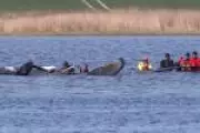 Alemanha inicia resgate de alto risco de baleia jubarte encalhada no Mar Báltico
