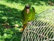 Amazonas registra quase 400 animais silvestres resgatados em 2025; criação ilegal persiste