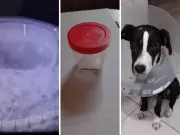 Amor à primeira vista salva cachorra com prego no estômago em Limeira