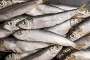 Anvisa manda recolher sardinha congelada por contaminação com Salmonella