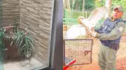 Aumento de animais silvestres em Santarém alerta para resgates frequentes na cidade