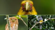 Avistar 2026 celebra 20 anos como maior encontro de observação de aves da América Latina
