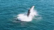 Baleia-jubarte impressiona com saltos acrobáticos no litoral de Ilhabela, SP