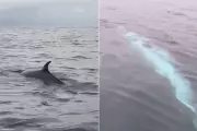 Baleia surpreende pescadores na Baía de Santos, SP; veja vídeo