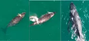 Baleias-jubarte são avistadas em dois registros no mesmo dia em Arraial do Cabo