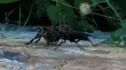 Biólogo flagra vespa 'cavalo-do-cão' paralisando aranha-caranguejeira em Goiás